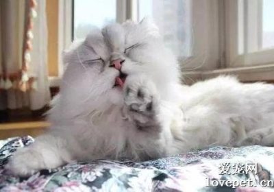 冬天猫咪是否会减少进食并增加睡眠时间？缩略图