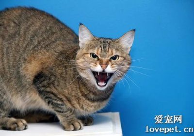 猫为何弓身横行？缩略图