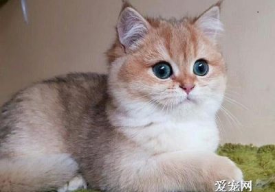 绝育手术对雄性猫只行为的影响缩略图