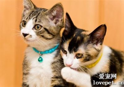 橘子若被猫食用将有何后果？缩略图