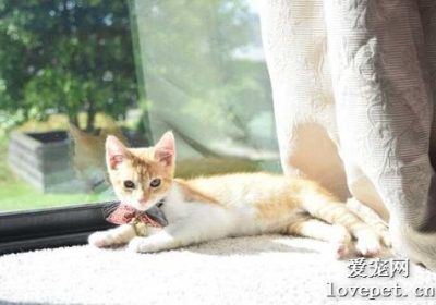 猫咪每天最佳日照时间是多少？缩略图