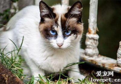 猫为何排出类似蛋清的粪便缩略图