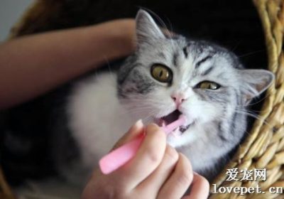 如何应对小猫口臭问题?缩略图