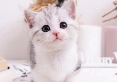 曼基康猫是否适合初学者饲养？缩略图