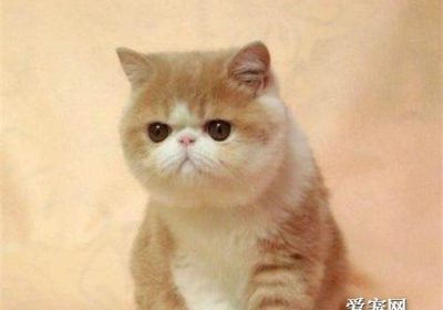 何种品种猫拥有网红般的大饼脸？缩略图