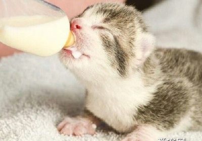 如何应对小猫拒食母乳的挑战？寻求替代喂养方法可行吗？缩略图