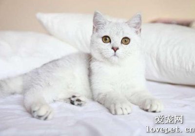 如何辨别银渐层是美短还是英短？缩略图