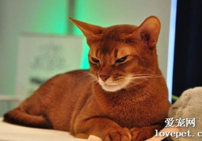 养索马里猫前应了解的事项有哪些？缩略图