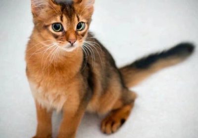 选择索马里猫的指南缩略图