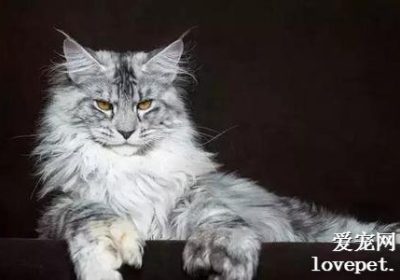 缅因猫的预期寿命是多久？缩略图