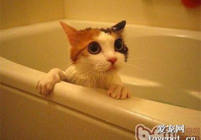 如何为猫咪洗澡的步骤指南缩略图