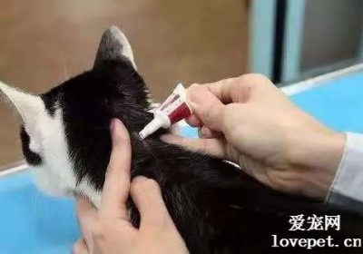 何时应首次对猫咪进行体外驱虫？缩略图