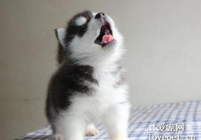 狗狗鼻子干燥意味着什么？缩略图