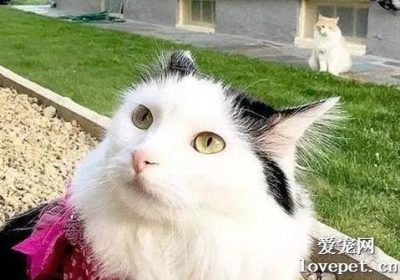 两个月大的猫适合洗澡吗？缩略图