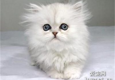 如何应对猫咪出现感冒症状及喷嚏反应？缩略图