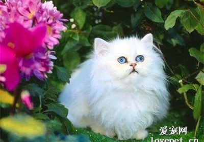 为啥猫咪的毛发稀疏？缩略图