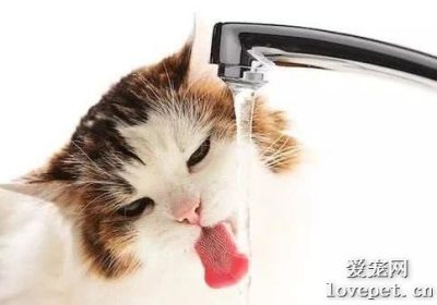 为何猫咪总是频繁饮水？缩略图