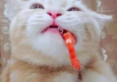 猫咪食用虾是否适宜？缩略图