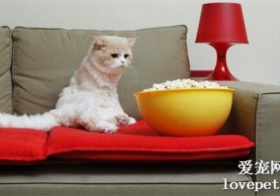 猫咪适合吃爆米花吗？爆米花对猫的安全性如何？缩略图