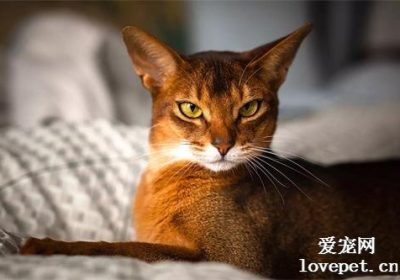 五大最趣致的猫种，添喜添乐到你家缩略图