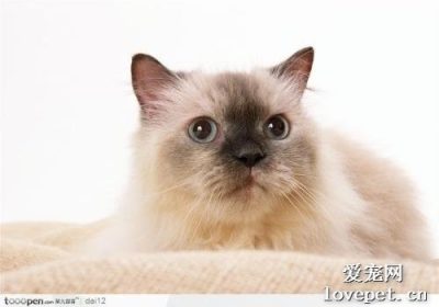 如何应对猫咪的食欲不振问题？缩略图