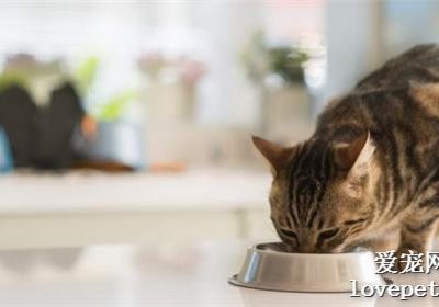 如何辨识猫咪的饱足状态？缩略图