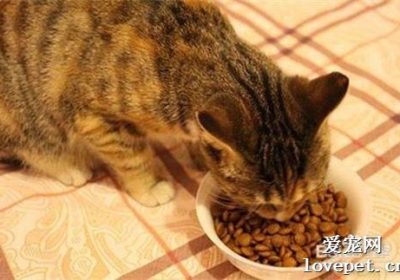 干猫粮为何不宜作为猫咪的主要食物来源？缩略图