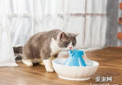 五招促进猫咪和狗狗饮水量的方法缩略图