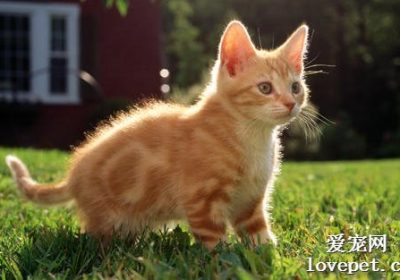 小猫饮食注意事项及猫粮选择指南缩略图