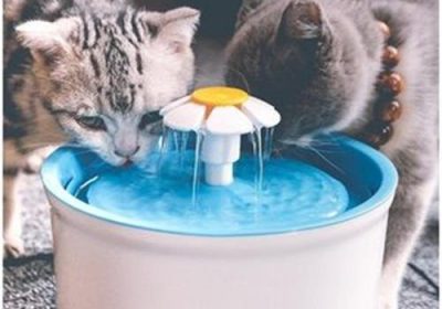 五个妙招促进猫咪饮水量提升缩略图