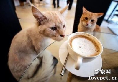 猫咪饮食的注意事项有哪些？缩略图