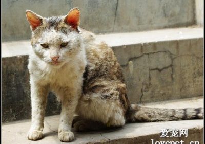 猫年长者适宜摄取哪些膳食？缩略图