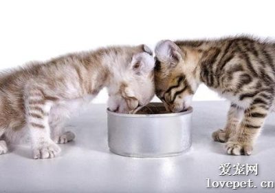 猫咪健康喂食的三种有效方法缩略图