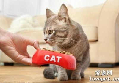 家中有猫有狗的朋友须知：猫能食用狗的食物吗？缩略图
