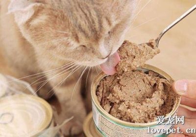 猫咪多久适宜食用一次猫罐头？缩略图