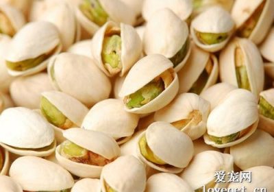 猫咪是否适宜食用开心果？缩略图