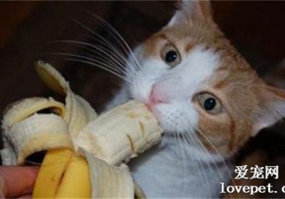 香蕉适合猫咪食用吗？缩略图