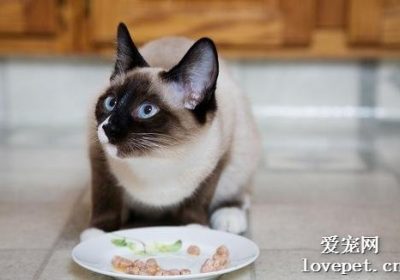 猫咪拒食的原因及应对策略缩略图