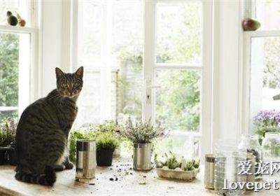 养猫家庭须知事项有哪些？缩略图