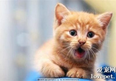 如何应对猫咪痤疮问题？猫咪痤疮的成因、症状及应对措施缩略图