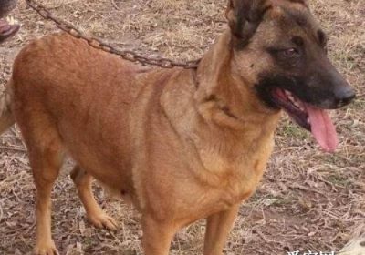 马犬可呈现多少种颜色？缩略图
