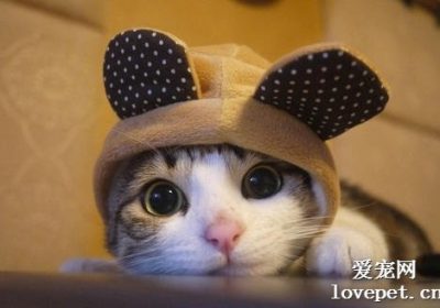 如何缓解猫咪的咳嗽症状？缩略图