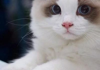 照顾长毛猫需要注意的事项有哪些缩略图