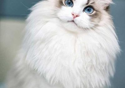 为何养布偶猫需频繁梳理其毛发？缩略图