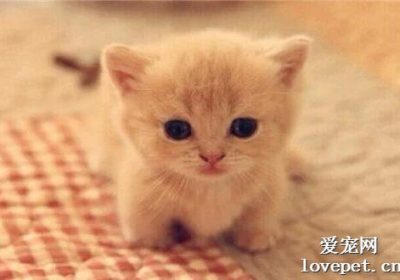 如何应对家猫口臭问题？缩略图