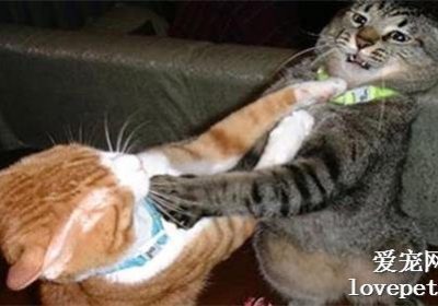家猫间争斗的原因有哪些？缩略图