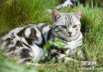 美国短毛猫的性格解析：温和而亲人的特质缩略图