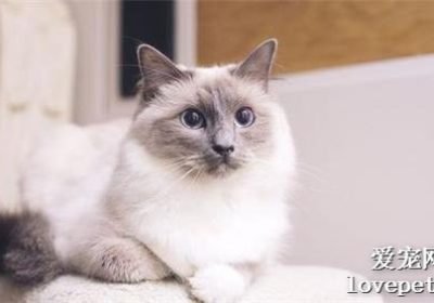 应对布偶猫攀爬翻弄物品行为的解决方案缩略图