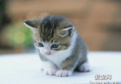 养宠物猫需考虑哪些事项？缩略图