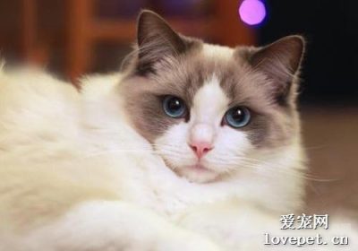 如何照料布偶猫的毛发？缩略图